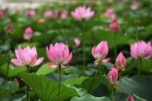 莲花在线最新爆料,最新爆料背后的惊人真相 第2张 莲花在线最新爆料,最新爆料背后的惊人真相 第2张